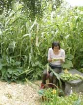 Woman sitting on a bench among tall corn plants