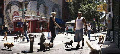 Sunny summer New York street corner with a dozen people, each walking one or more dogs