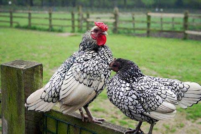 Two black and white hens perched on a fence