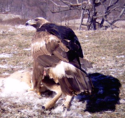 2-3 year old Golden Eagle on deer carcass