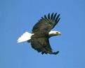 KING of BIRDS