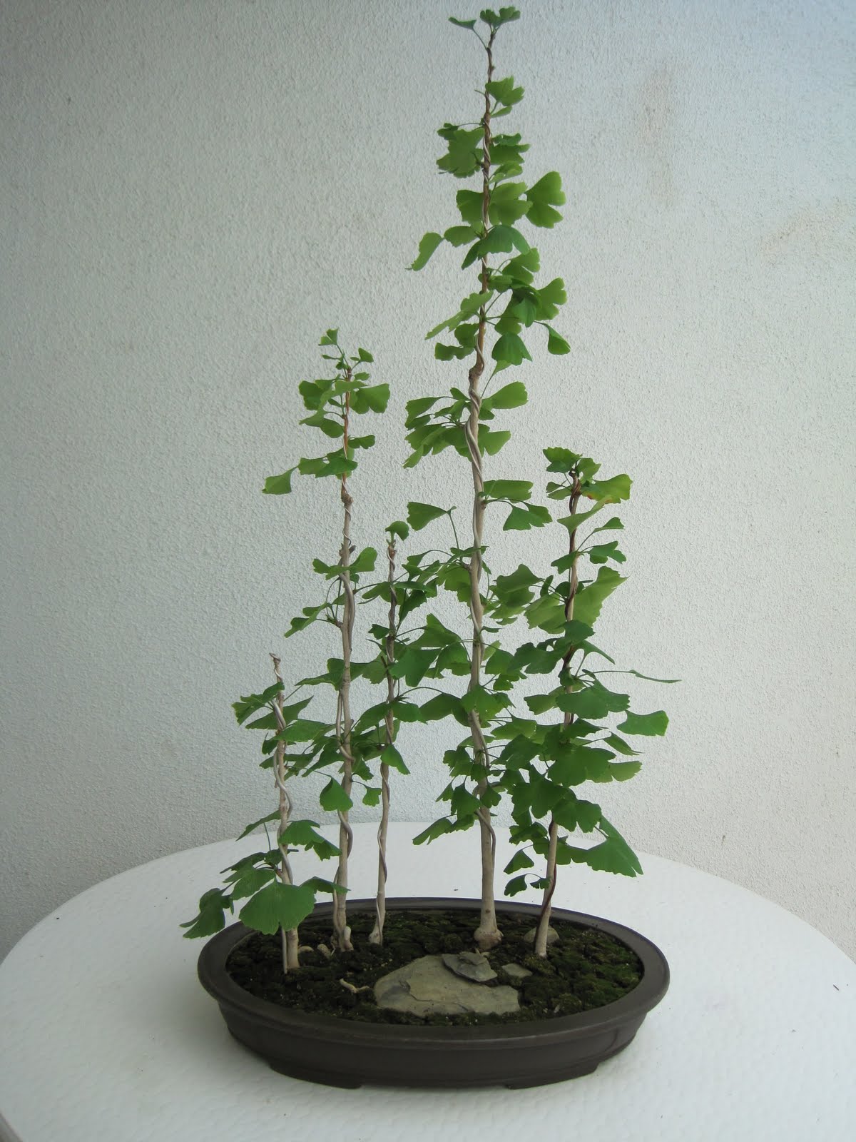 ShoChiku Bai Bonsai Club UPDATED BONSAI TREES FOR SALE As Of 05 ShoChiku Bai Bonsai Club UPDATED BONSAI TREES FOR SALE As Of 05