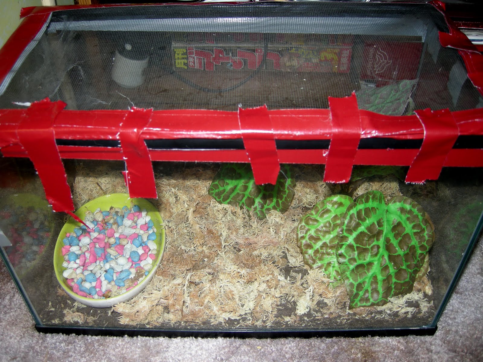 Bugs N Things Tarantulas as pets and how to care for them