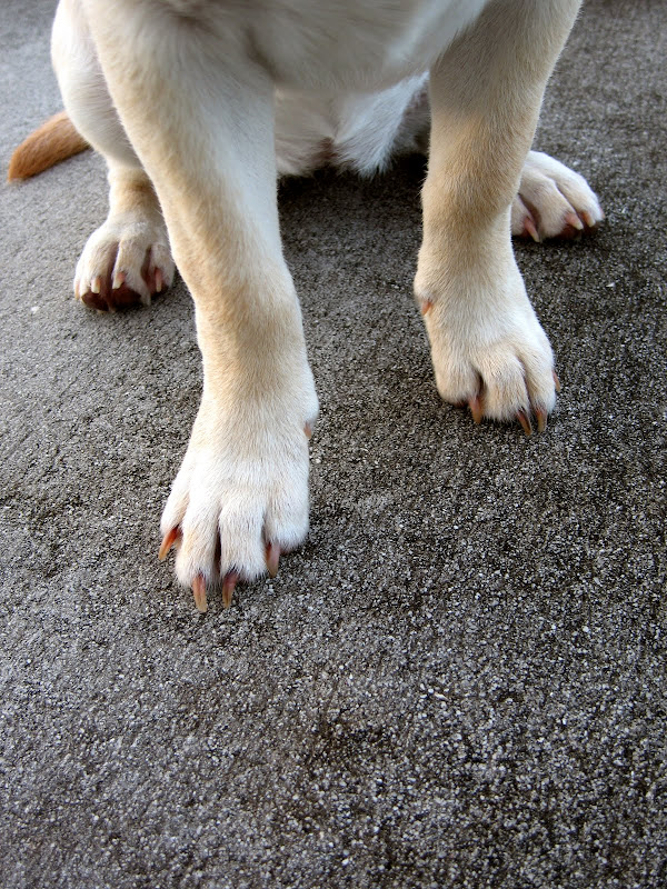 Little Blue Pencil Puppy Feet