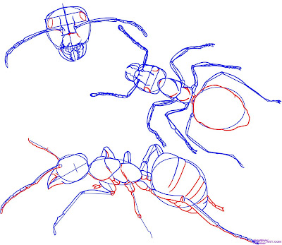 how-to-draw-an-ant-step-4