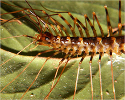 scutigera cave centipede thirtyone sp