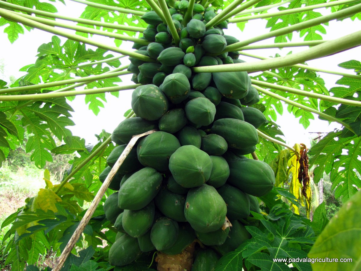 PADVAL AGRICULTURE AND FARM ENTERPRISES Plantation and Fruit Crops