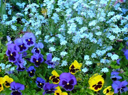 Pansies And Forget-Me-Nots