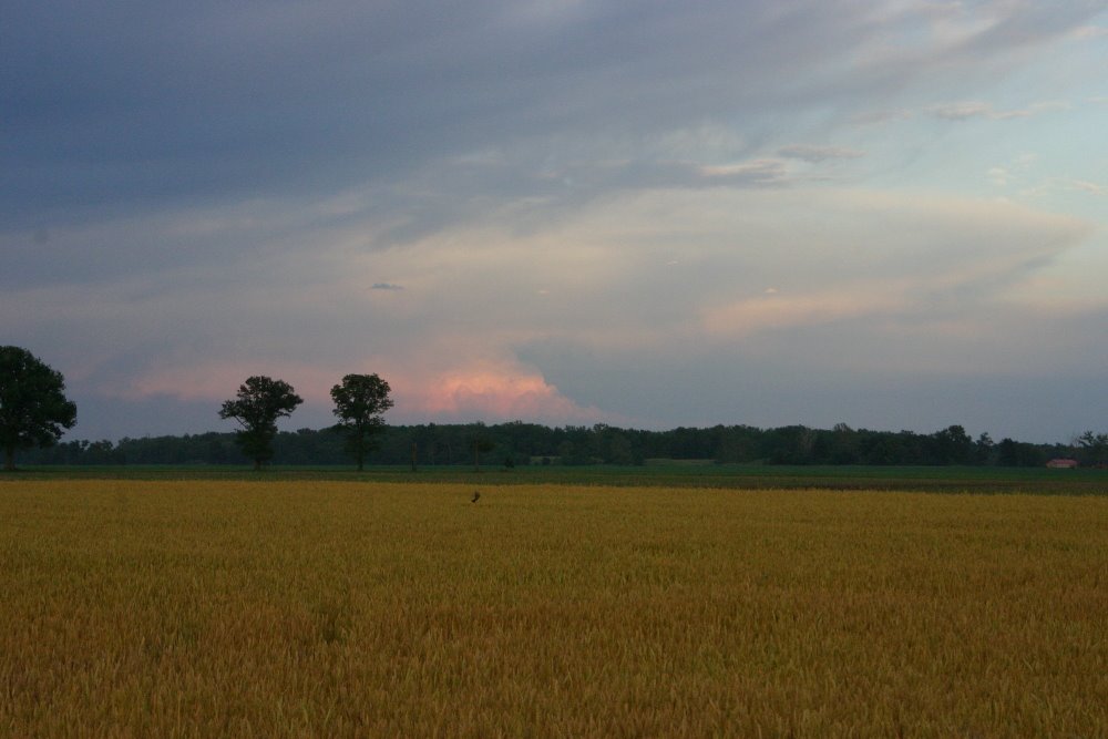 [IMG_3785_1.JPG]