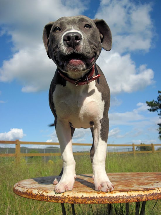 wordeahibur pitbull puppies for sale in virginia