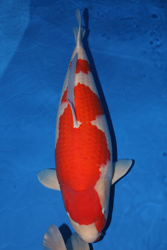 water-hardness-koi-pond-image-4.jpg