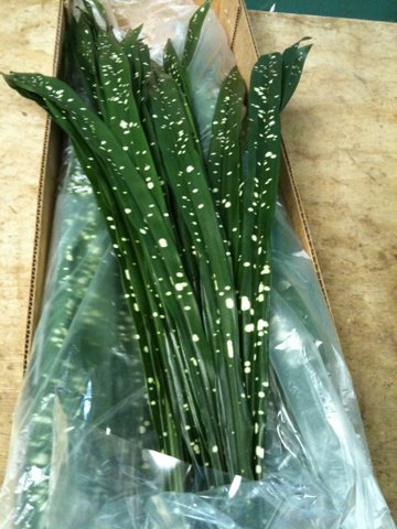 Aspidistra (milky way)