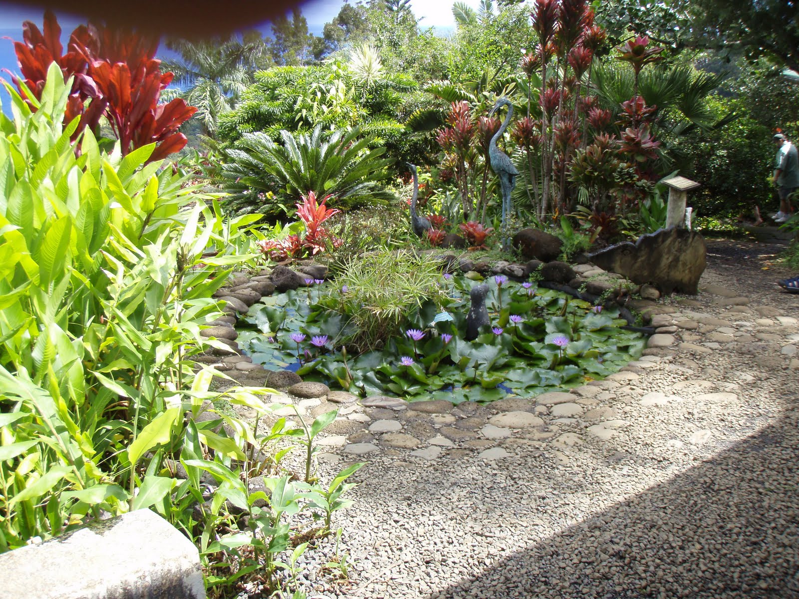 Ghetto Gardens Hawaiian flowers and plants