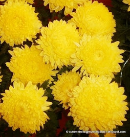 My Nice Garden: Auspicious Plants for Chinese New Year