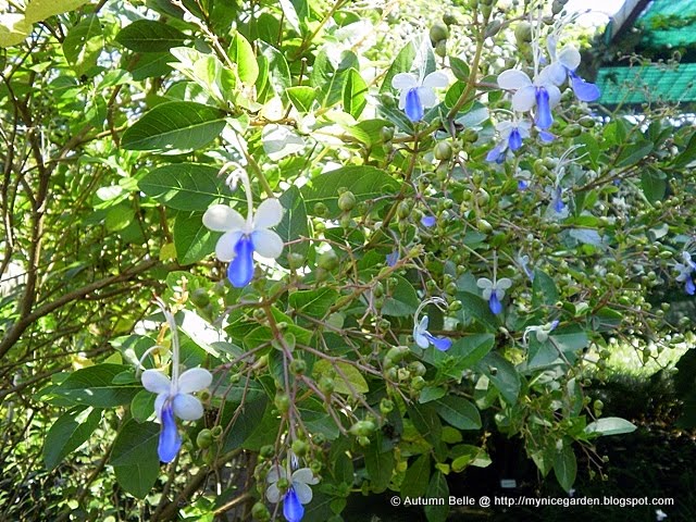 Monkton Elm News Events And Tips Blog Plant Of The Month April