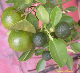 Calamansi in malay