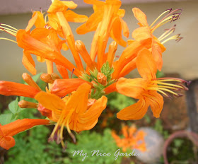 Shrub Archives Ramblings From A Desert Garden