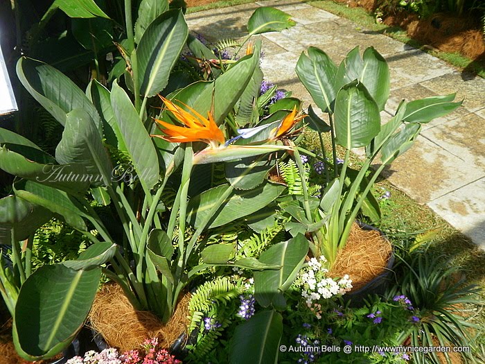 My Tropical Plants Finder Strelitzia reginae dwarf