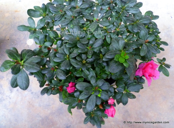 Ruby Tuesday Azaleas Herz S Life
