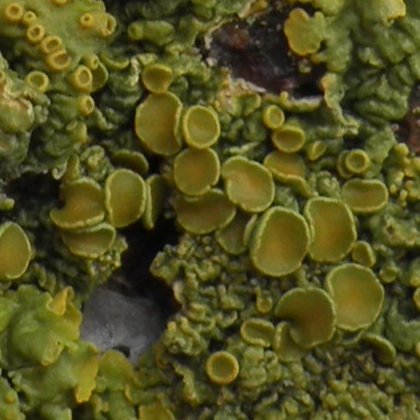 Lichen, Xanthoria parietina, maritime sunburst lichen, shore lichen