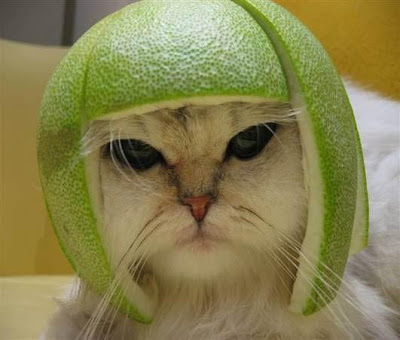 cat_lime_helmet.jpg