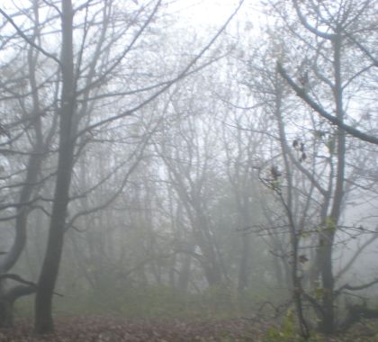 trees in the mist, Derbyshire