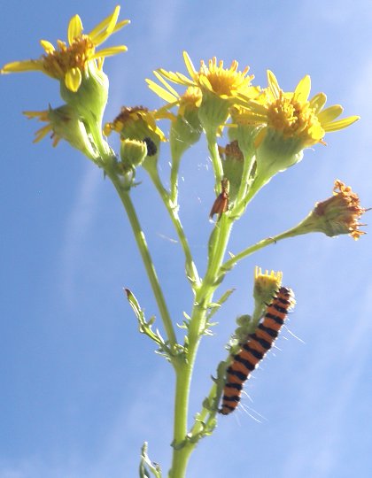cinnabar caterpillars on ragwort, Senecio jacobaea