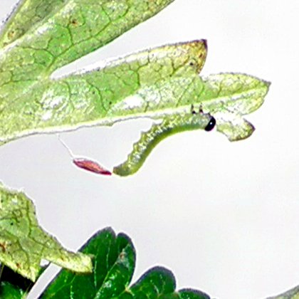 tiny green caterpillar