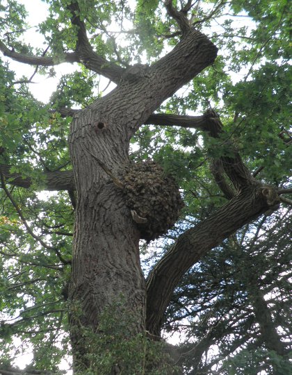 wasp's nest