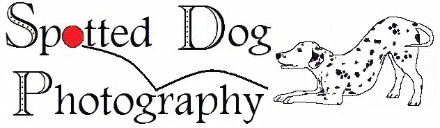 Spotted Dog Photography