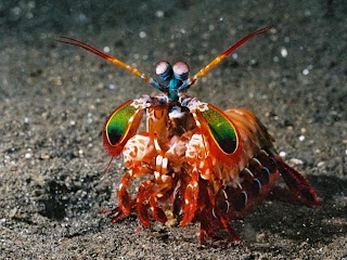 crevette+mante+2.bmp