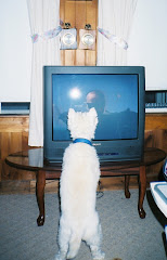 Our Westhighland terrier loves TV