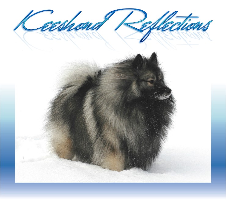 Keeshond Reflections