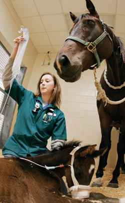 vet veterinary animals animal farm working ranch hi oh hand
