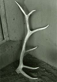 Antler