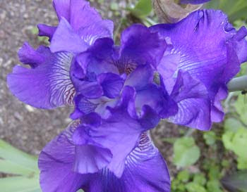 purple iris, overhead view