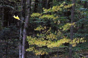 yellow maple leaf falling