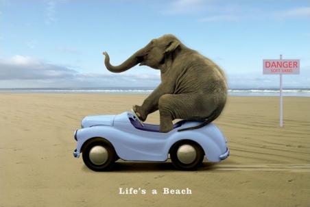 Elelphant+mini-car.jpg