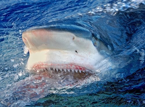The Best Shark Dive In The World Shark Porn