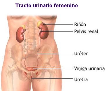 estenosis uretral diagnostico y tratamiento