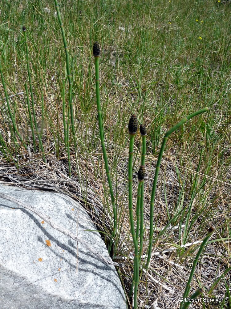 horsetail.jpg