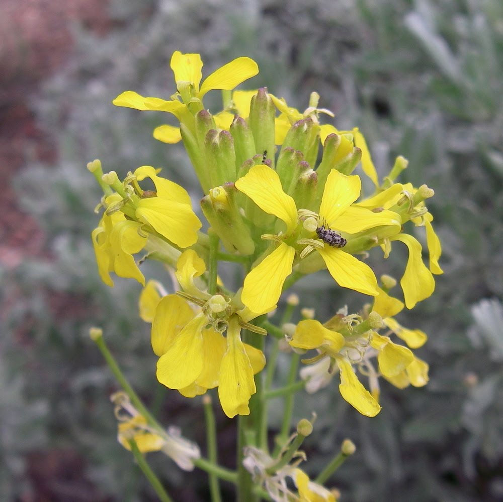 A Plant a Day Western WallflowerErysimum capitatum
