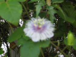 Passiflora foetida L.