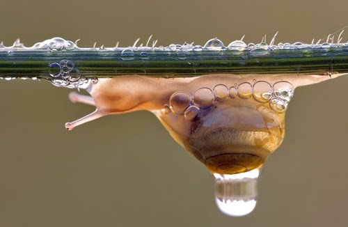 [animal-photography-snail.jpg]