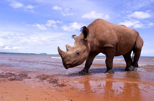 [animal-photography-rhino.jpg]