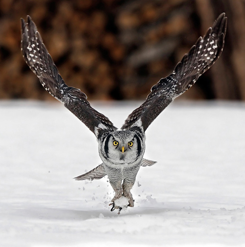 [animal-photography-owl.jpg]