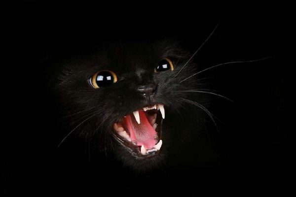 [catty.jpg]