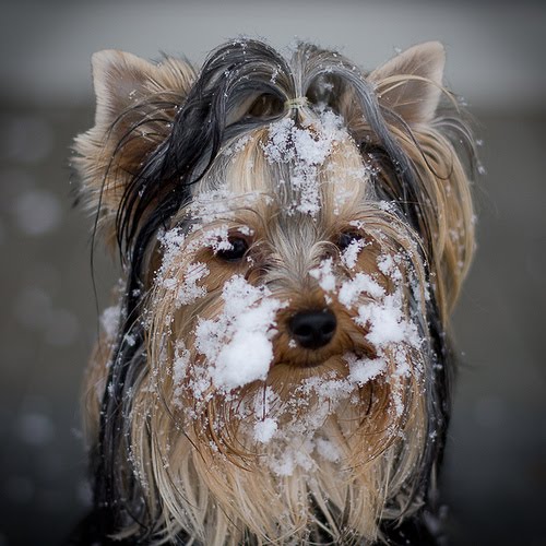 [snow-ball-fight.jpg]
