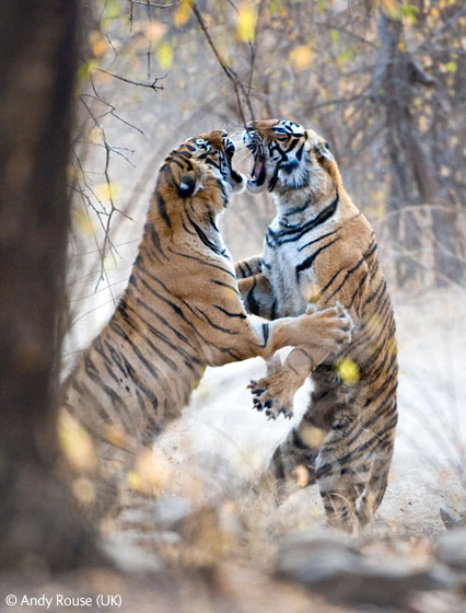 [tiger.jpg]