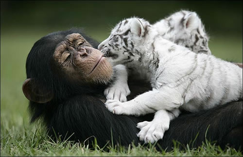 [tiger_monkey-wildlife-photography.jpg]
